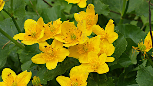 Dotterblumen (2022)