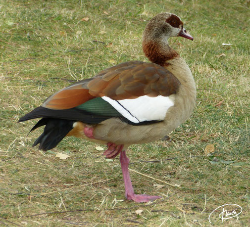 Nilgans (2020)