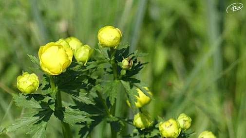 Trollblume (2022)