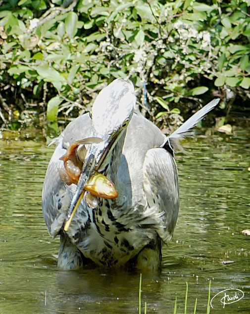 Graureiher verzehrt einen Fisch (Schönbuch, Teufelsbrücke, 2020)