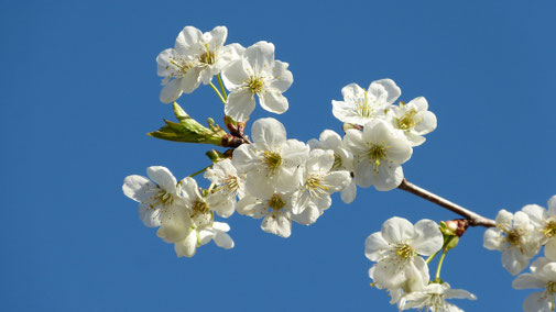 Kirschblüte