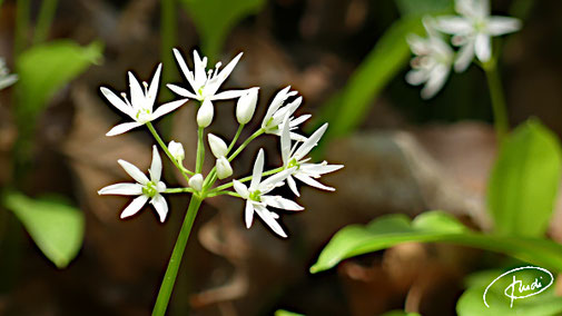 Bärlauchblüte (2022)