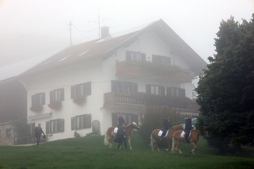 Pferde vor Bauernhof