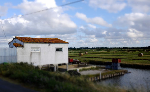 Cabane ostréicole de l'établissement Moissenot dans le marais de Brouage