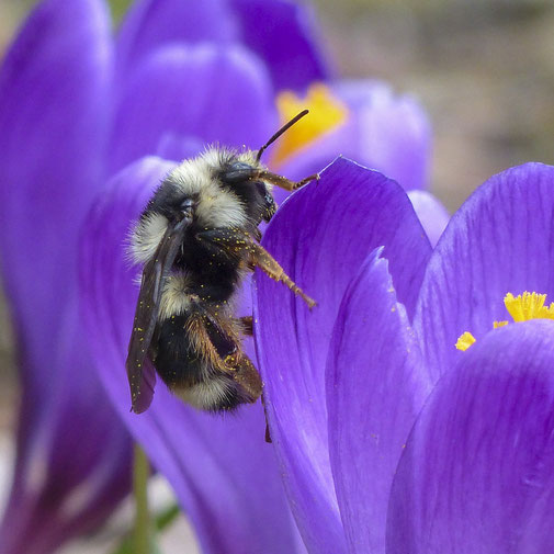 Hummel auf Krokus