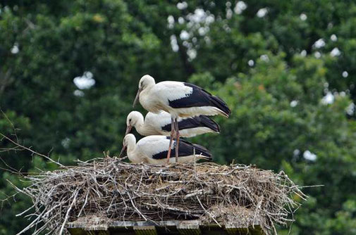 Stemwarder Storchennest / Foto:  Horst Sönksen