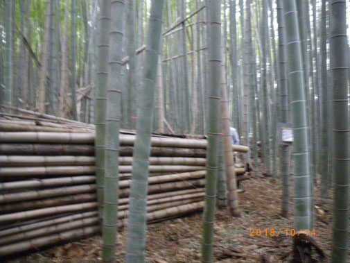 10/14枯竹を積み上げて少しずつきれいな竹林になっていきます。