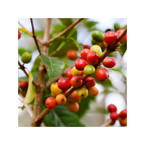 La Palma Pacamara Kaffee