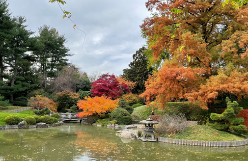 Japanese pond with maple trees turning color in autumn