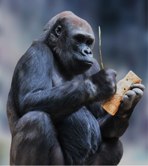 Der Gorilla weiß schon, was er tut