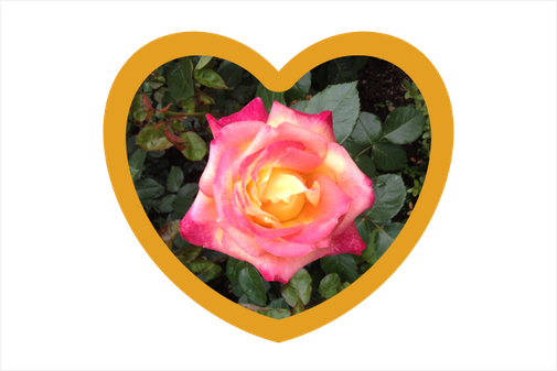 Rose in Herz