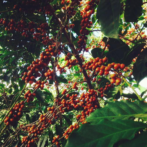 ORANGE BOURBON Lebendige Zitrusnoten mit feiner Süße und aromatischer Frische.