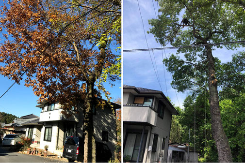 施工事例　民地横の大径木伐採