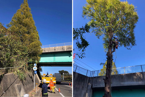施工事例　高速道路での伐採作業