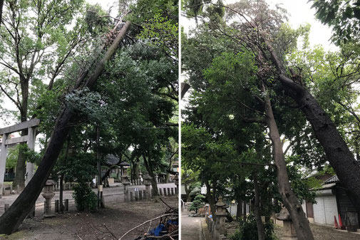 施工事例　台風によって倒れた神社の巨木