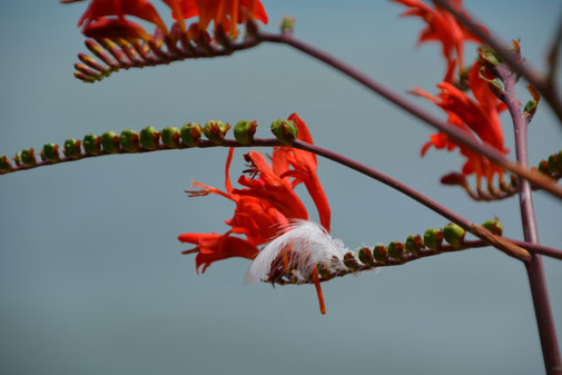 Flowers&Birds