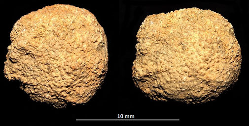 Colonia di briozoi, Toscana, Pliocene