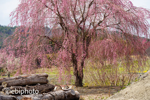 福島の桜