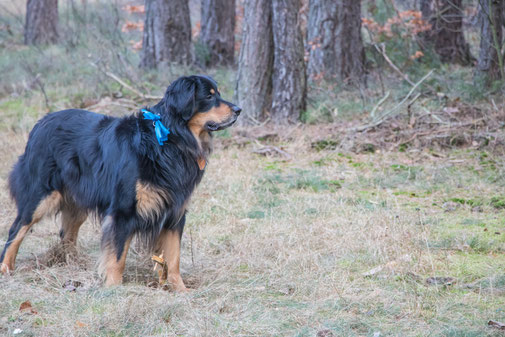 Und wieder mal demonstriere ich mit meinem blauen Beutel für ein hundekotfreies Dorf