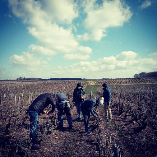 workshop-learning-pruning-session-vineyard-vinestock-vine-Vouvray-Tours-Amboise-Loire-Valley-vinegrower-winery-Rendez-Vous-dans-les-Vignes-Myriam-Fouasse-Robert