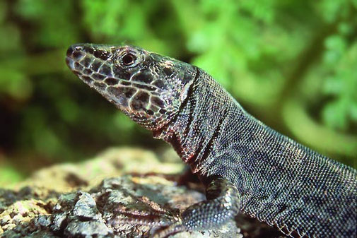 Adulto melánico de Podarcis liolepis atrata. Fuente: gva.es