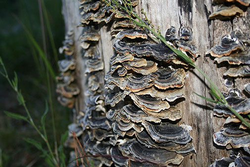 Radiant Reality Blog | 5 Powerhouse Medicinal Mushrooms For Radiant Health | Turkey Tail