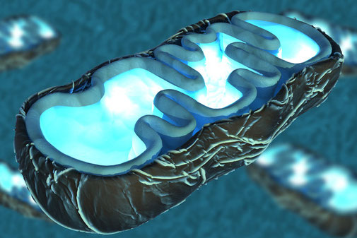 Radiant Reality Blog | Revitalize Your Mitochondria | Mitochondria