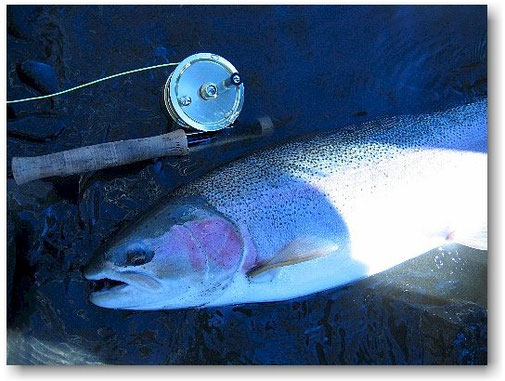 Steelhead Kispiox