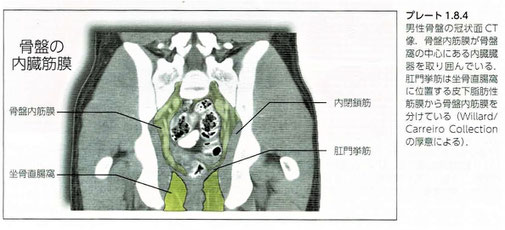 骨盤内臓筋膜