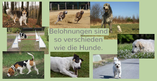 eine Collage 6 verschiedener Hunde mit dem Schriftzug: Belohnungen sind so verschieden wie die Hunde.