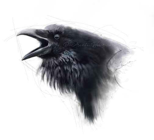 Rabenkrähe-Kolgrabe-Zeichnung-Bild-Studie-Illustration-Corvus-corax