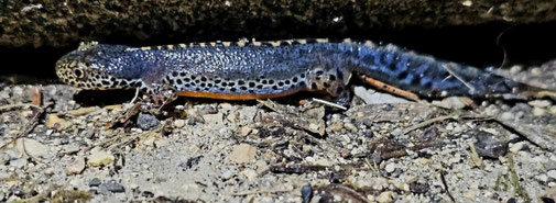 Bergmolchmännchen im Wasserkleid. - Foto: Hartmuth Writh