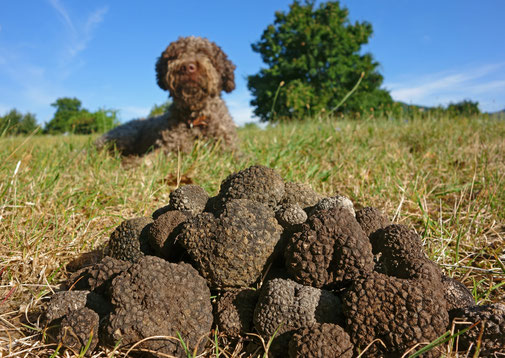 Der Trüffelhundeflüsterer -  In Tennessee züchtet Jim Sanford die besten Trüffeljagdhunde auf dieser Seite des Mittelmeers - Trüffelhund Lagotto Romagnolo