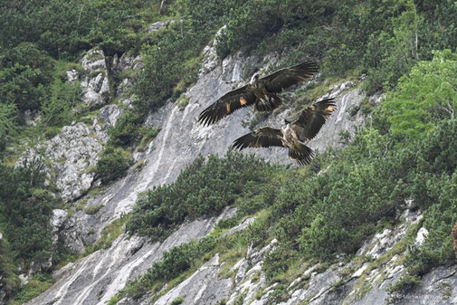 Die Bartgeier Wally (oben) und Bavaria beim spielerischen Luftkampf © Michael Wittmann