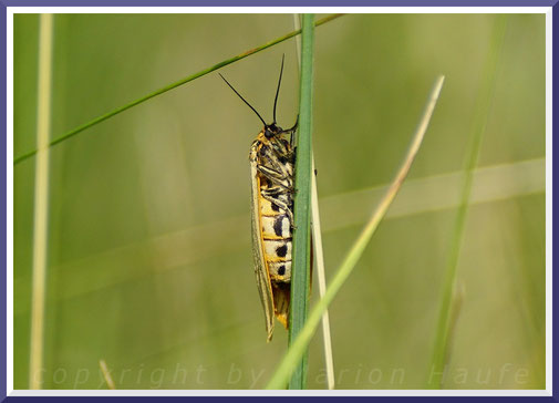 Weiblicher Gestreifter Grasbär (Spiris striata), Juni 2018, Staaken/Berlin