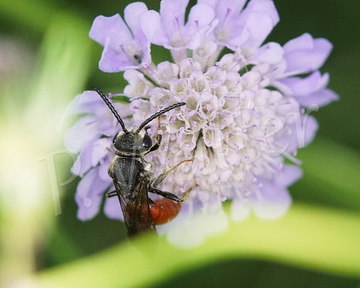 Bild: Große Blutbiene, Sphecodes albilabris, an der Tauben-Skabiose, Scabiosa columbaria, Wildbiene, Kuckucksbiene, cuckoo bee
