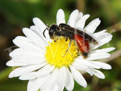Bild: Große Blutbiene, Sphecodes albilabris, am Gänseblümchen, Bellis perennis 