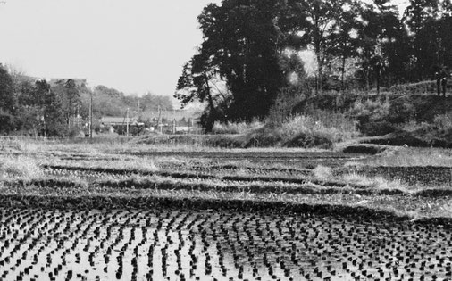 1950年代の鳥が丘の風景（成宮孝親さん撮影）