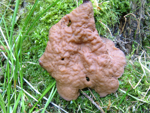 Gyromitra ancilis , Größter Scheibling, Scheiben Becherling