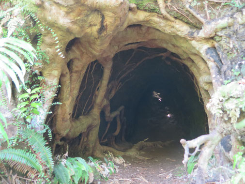 Imposante Wurzeln nehmen den Tunnel ein!