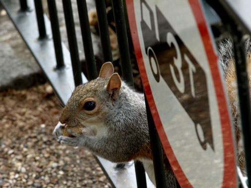 Sciurus carolinensis · Grauhörnchen · Eastern grey squirrel · Écureuil gris · リス