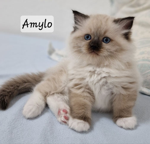 Amylo mâle,  seal mitted,  réservé 