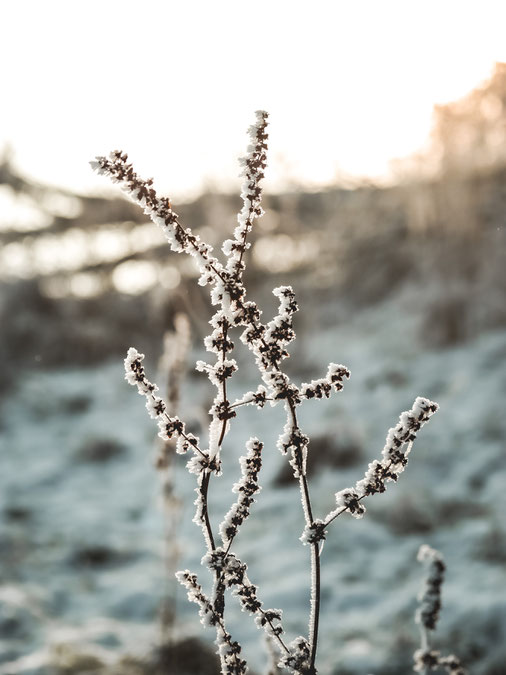 Naturfotografie, Bergstrasse, Naturfotos, Jahreszeiten, slowliving, Bergstrasse, regional, Naturverbunden, Bensheim