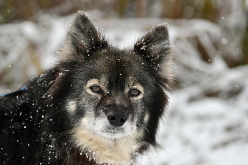 Lapinkoira Rilla im Schnee