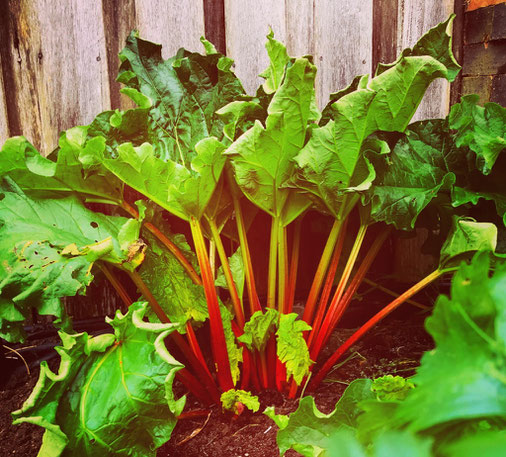 Homegrown rhubarb - grow it all year round