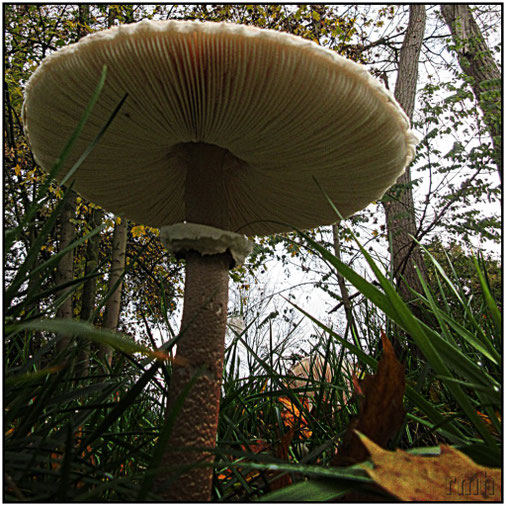 parasol mushroom (Mastocephalus procerus)