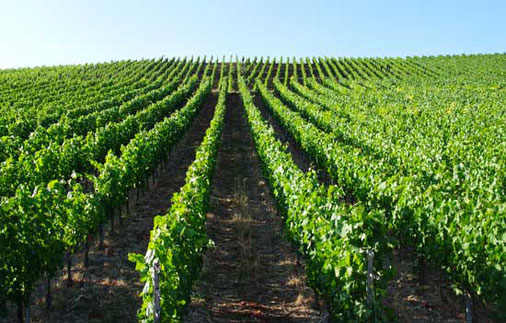 Weinberg für den Frankenwein Weinbau in Randersacker