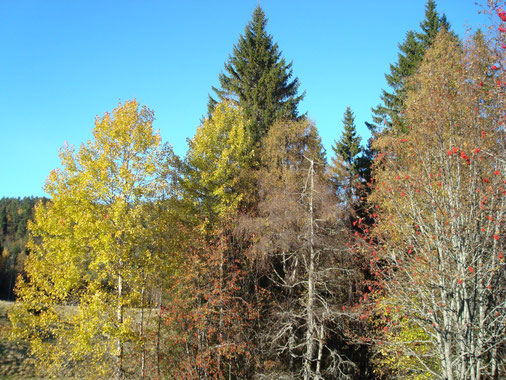 Spätherbst auf Espetveit mit Espen, Birken, Ebereschen und Fichten direkt neben der Pferdekoppel