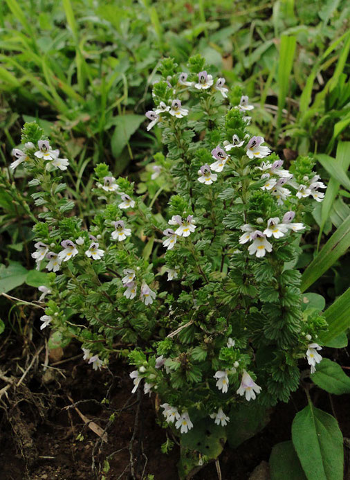 イブキコゴメグサ　(伊吹小米草)　ハマウツボ科 コゴメグサ属　　2010.08.29 伊吹山