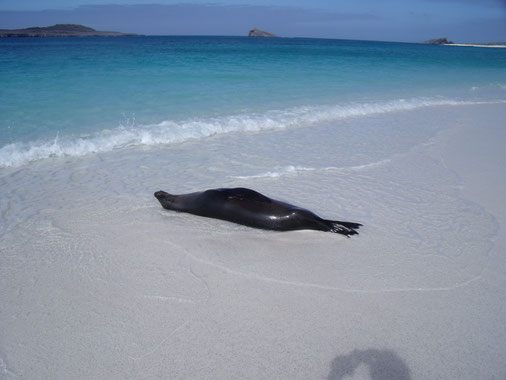 Ihre Traumreise zu den Galápagos Inseln mit ECUADORline